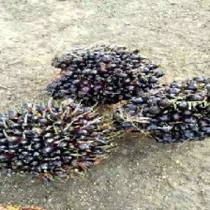 unripe_train (1713).jpg