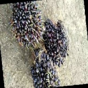 unripe_train (1714).jpg