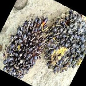 unripe_train (1715).jpg