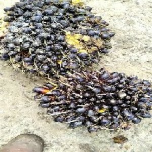 unripe_train (1716).jpg