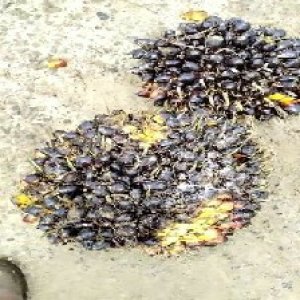 unripe_train (1718).jpg