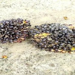 unripe_train (1719).jpg