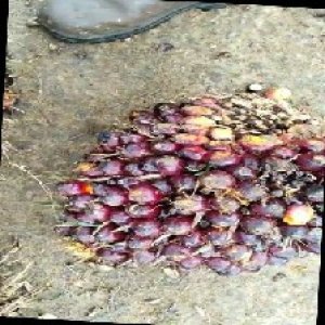 unripe_train (172).jpg