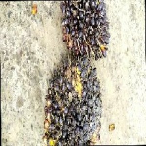 unripe_train (1720).jpg