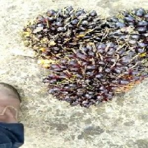 unripe_train (1721).jpg