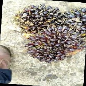 unripe_train (1722).jpg