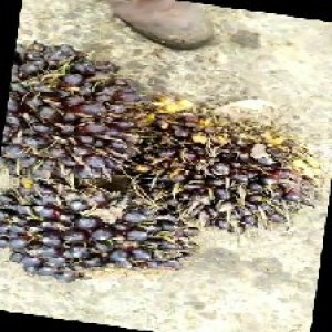 unripe_train (1723).jpg