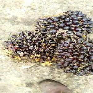 unripe_train (1724).jpg