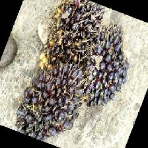 unripe_train (1725).jpg