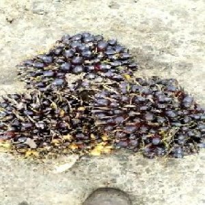 unripe_train (1726).jpg