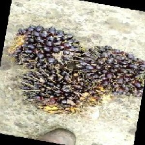 unripe_train (1727).jpg