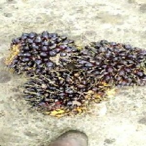 unripe_train (1728).jpg