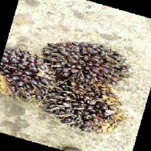 unripe_train (1729).jpg