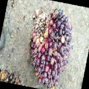 unripe_train (173).jpg