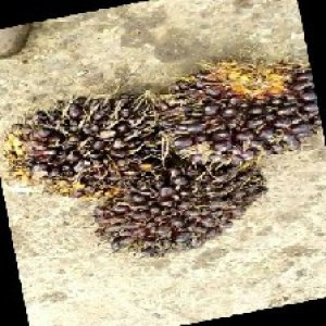 unripe_train (1731).jpg