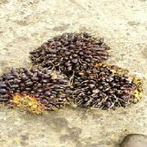 unripe_train (1732).jpg