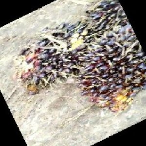 unripe_train (1733).jpg