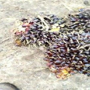 unripe_train (1734).jpg