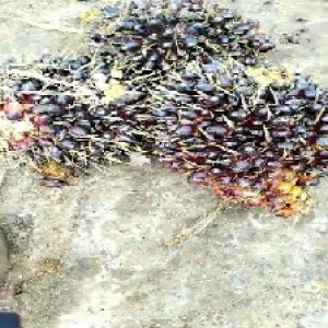 unripe_train (1735).jpg