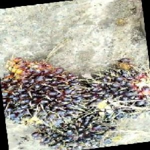 unripe_train (1736).jpg