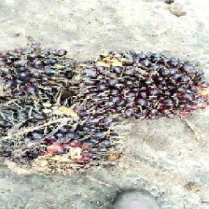 unripe_train (1737).jpg