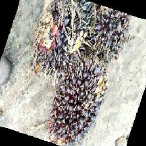 unripe_train (1738).jpg