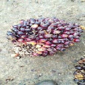 unripe_train (174).jpg