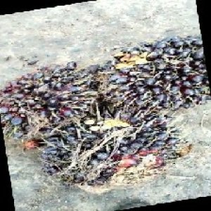 unripe_train (1740).jpg