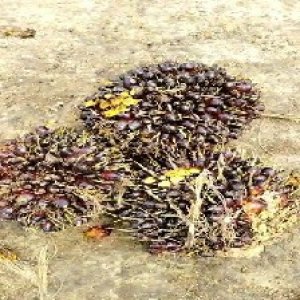 unripe_train (1741).jpg