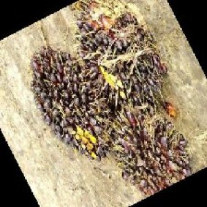 unripe_train (1742).jpg