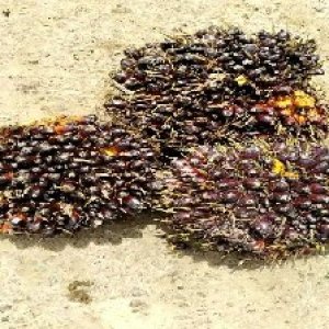 unripe_train (1743).jpg