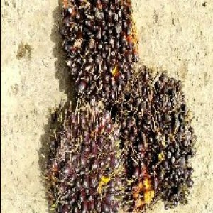 unripe_train (1744).jpg