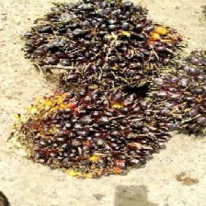 unripe_train (1745).jpg