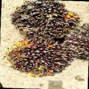 unripe_train (1746).jpg