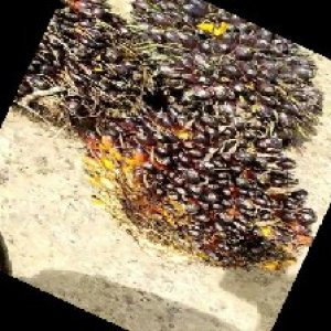 unripe_train (1747).jpg