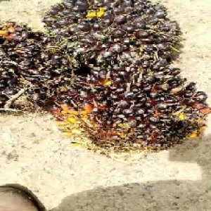 unripe_train (1748).jpg