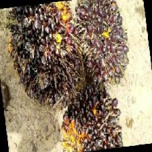 unripe_train (1749).jpg