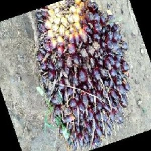 unripe_train (175).jpg