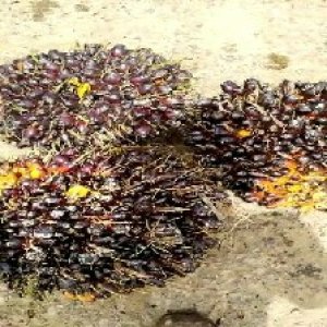 unripe_train (1750).jpg