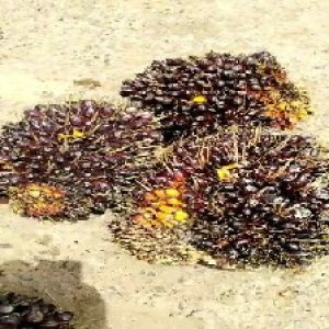 unripe_train (1751).jpg