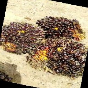 unripe_train (1752).jpg