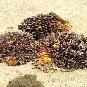 unripe_train (1753).jpg