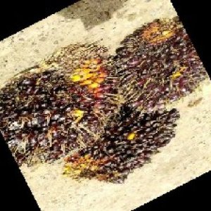 unripe_train (1754).jpg