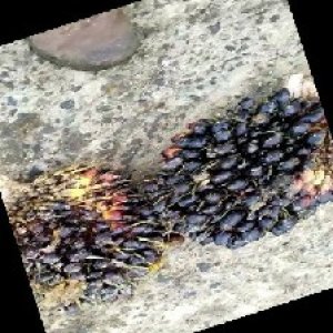 unripe_train (1755).jpg