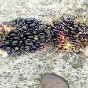 unripe_train (1756).jpg