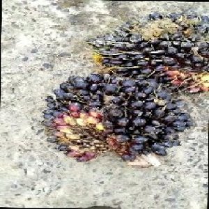 unripe_train (1757).jpg