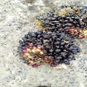 unripe_train (1758).jpg