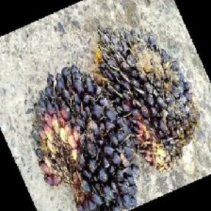 unripe_train (1759).jpg