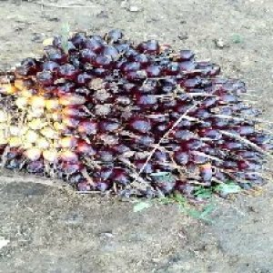 unripe_train (176).jpg