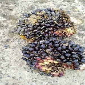 unripe_train (1760).jpg